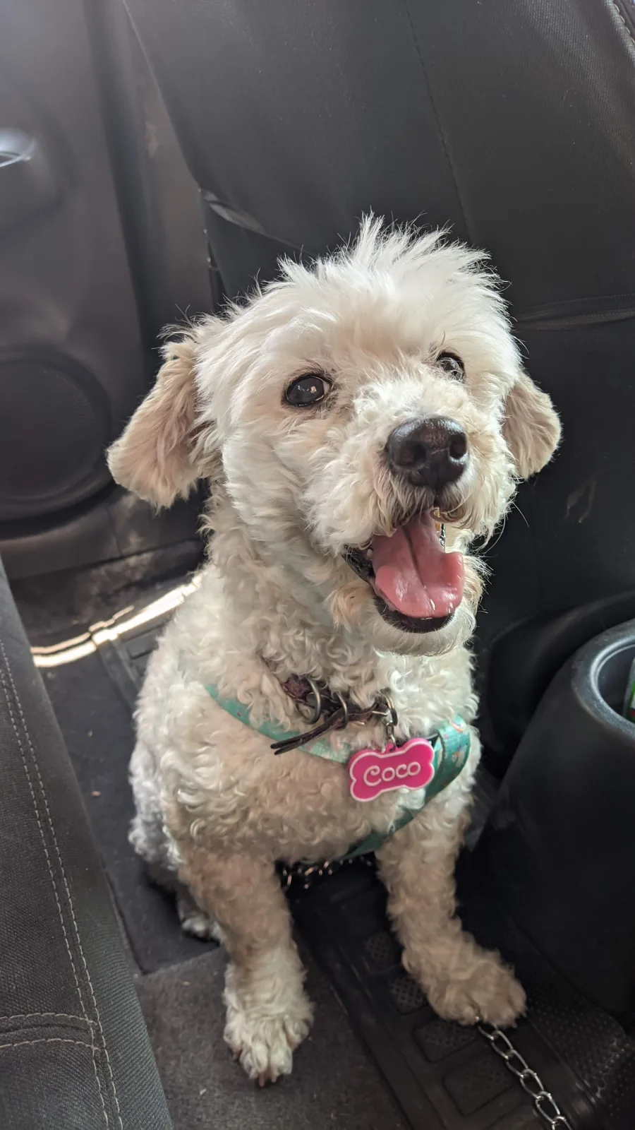 Retrato de COCO