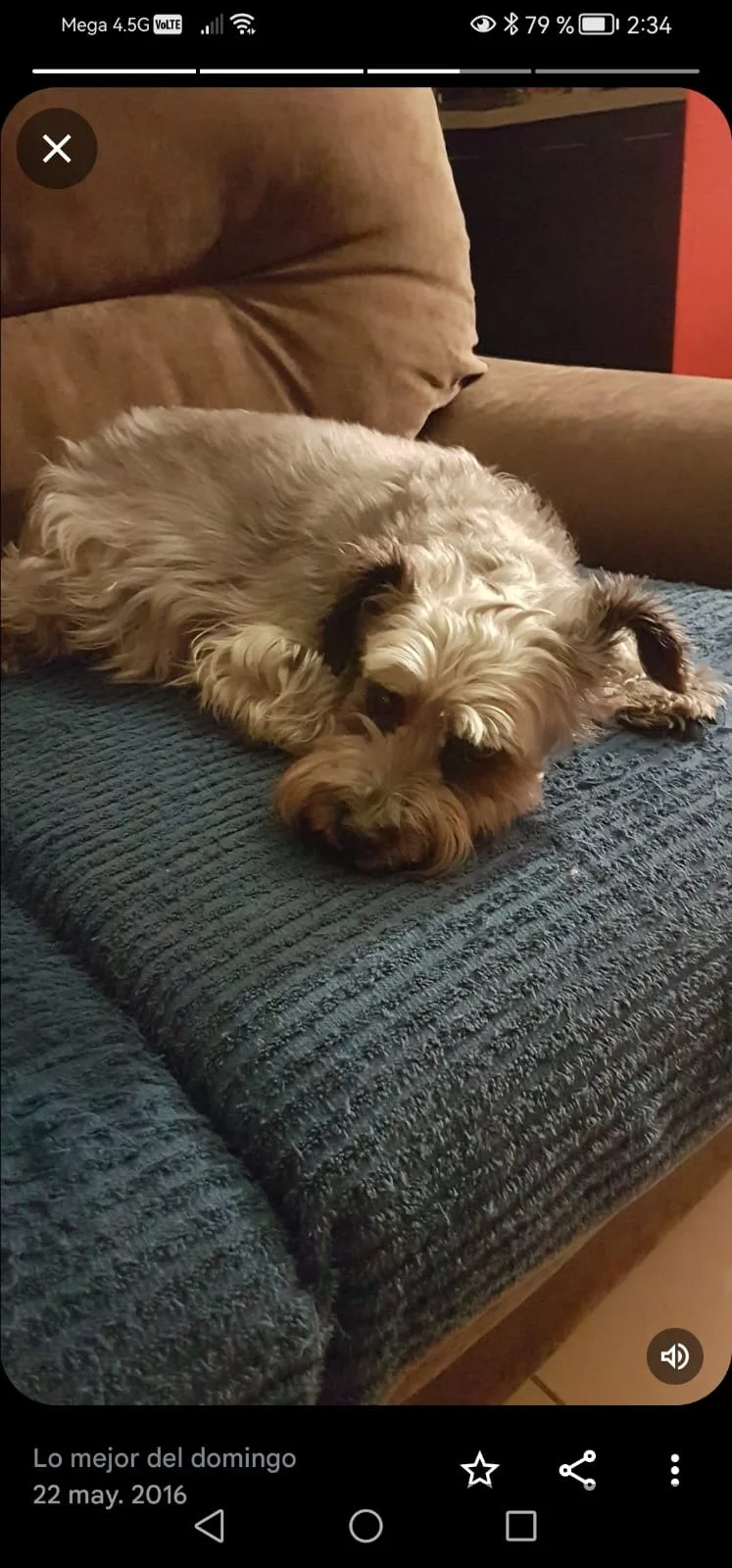 Retrato de BRUNO