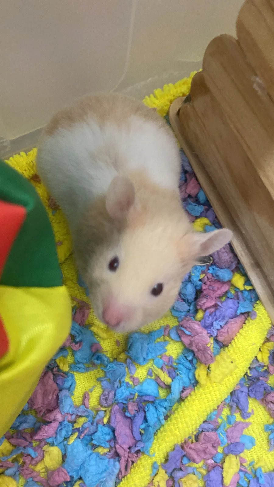 Retrato de CHIA