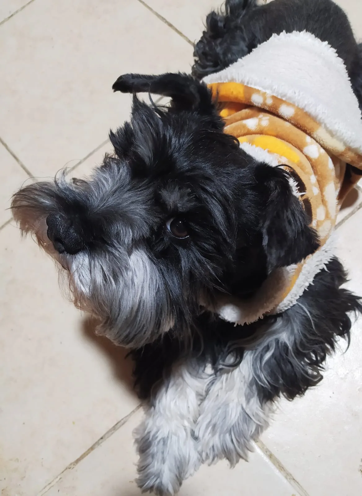 Retrato de CEJAS
