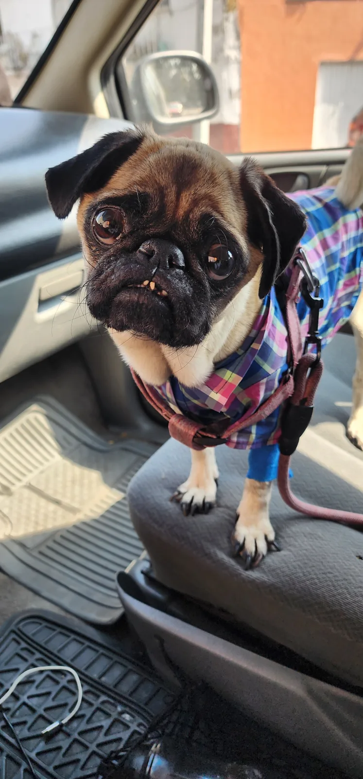 Retrato de NALA