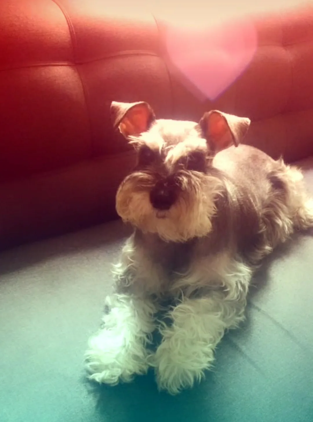 Retrato de PIXIE