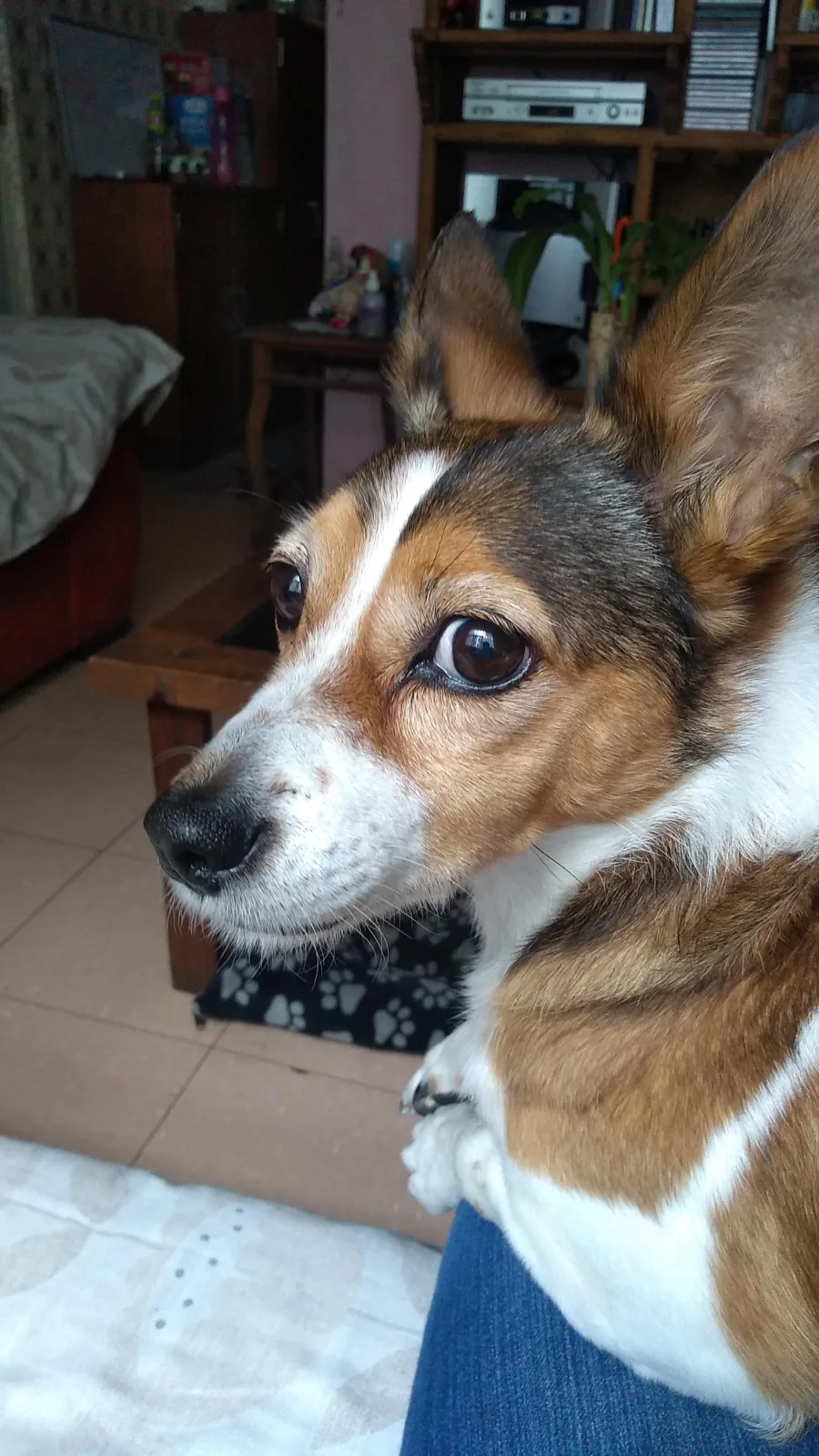Retrato de OMALEY