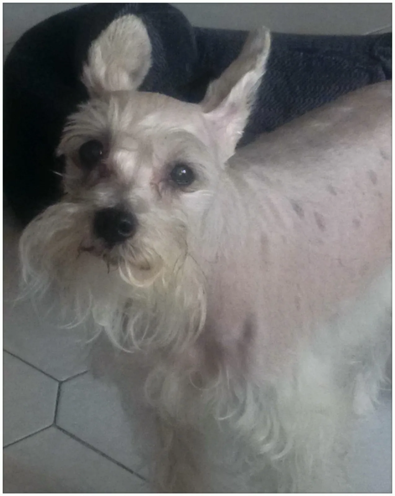 Retrato de ZOE