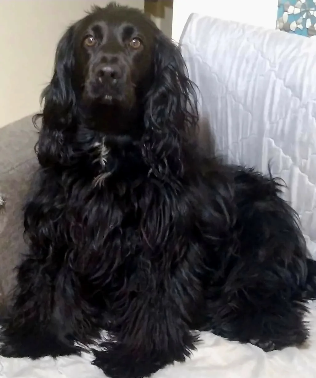 Retrato de BRUNO