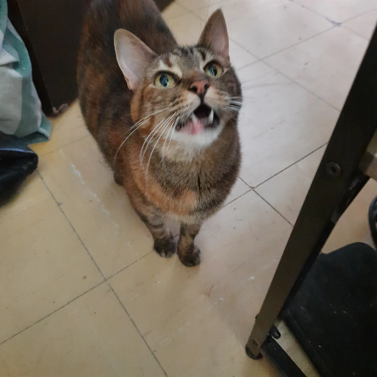 Retrato de KITTY