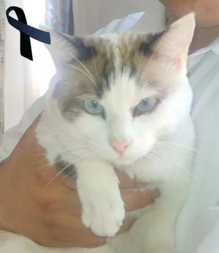 Retrato de HASSAN