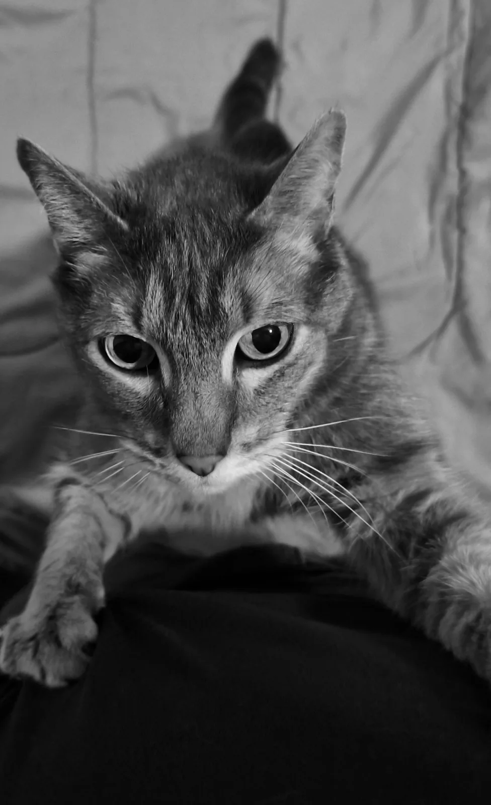 Retrato de BOLOMCHON