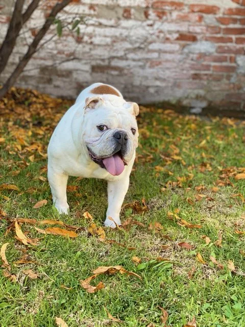 Retrato de VITO