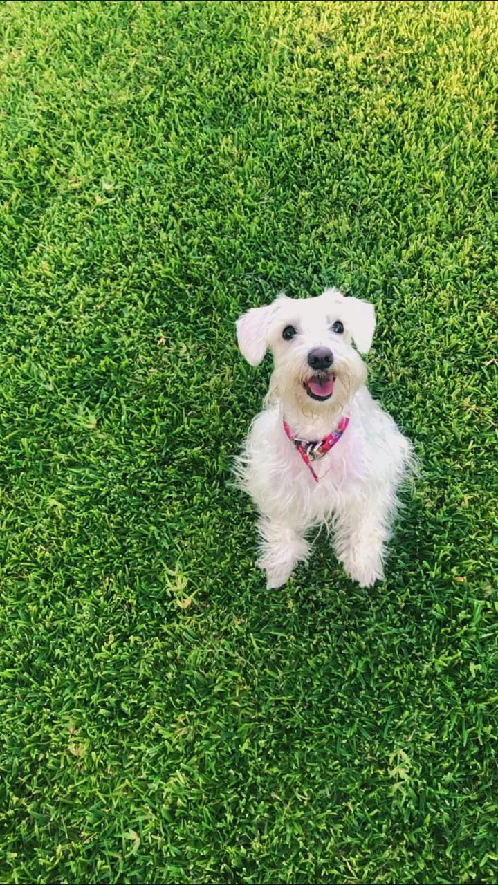 Retrato de COCO