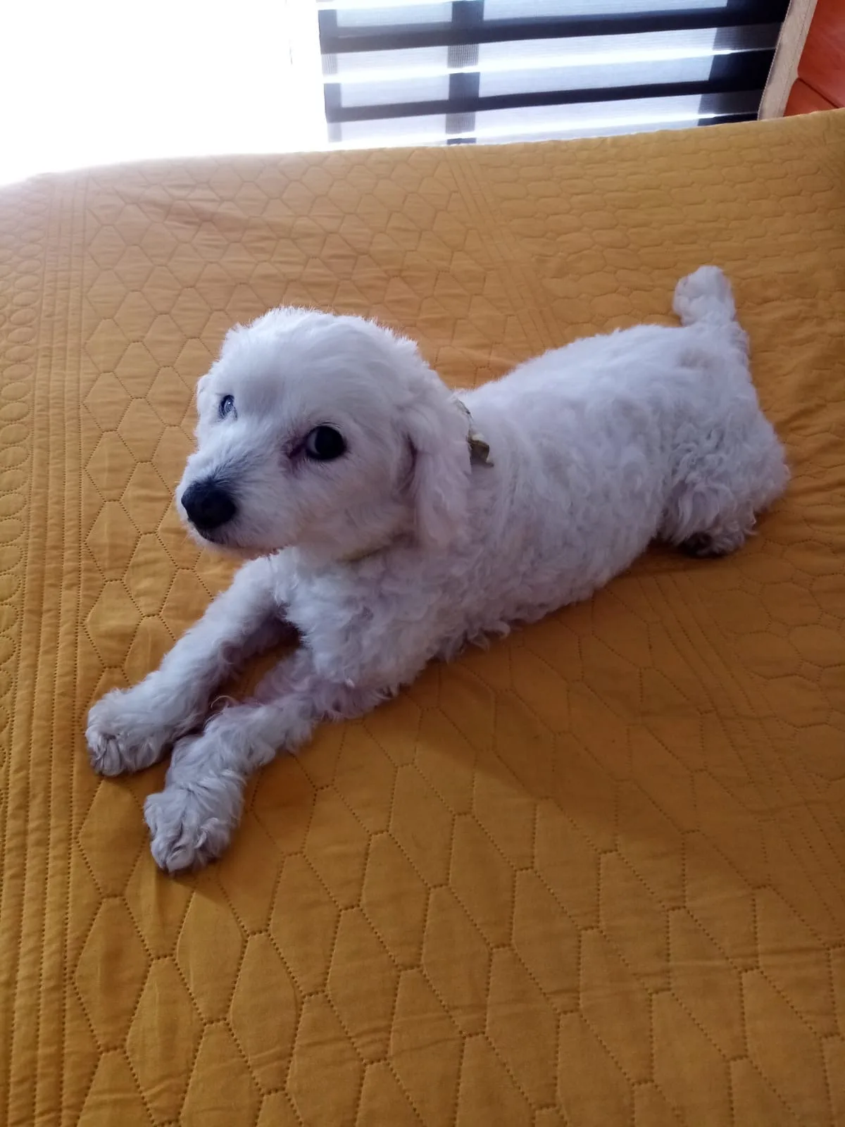 Retrato de POLI