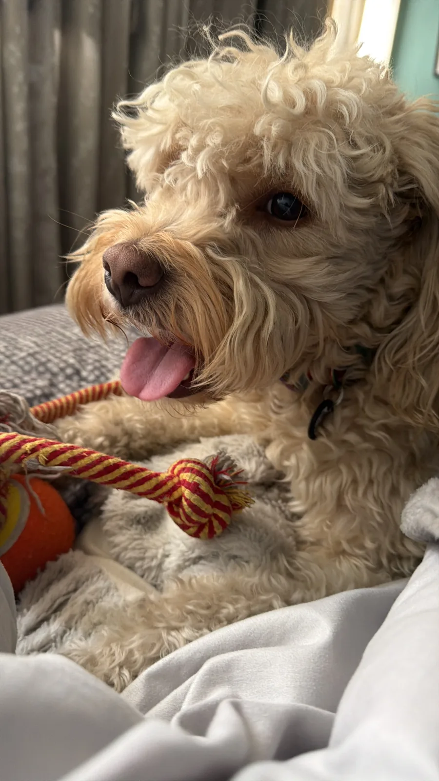 Retrato de OREO