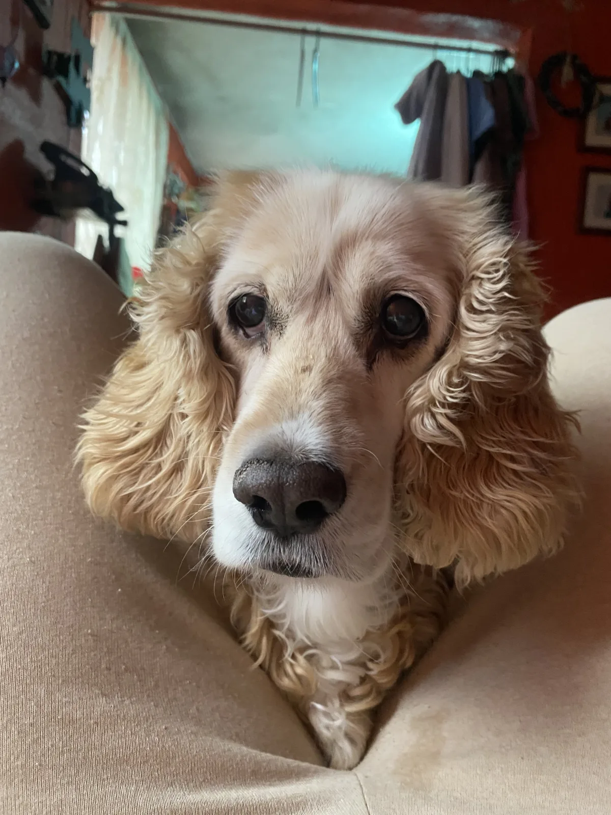 Retrato de COOKIE