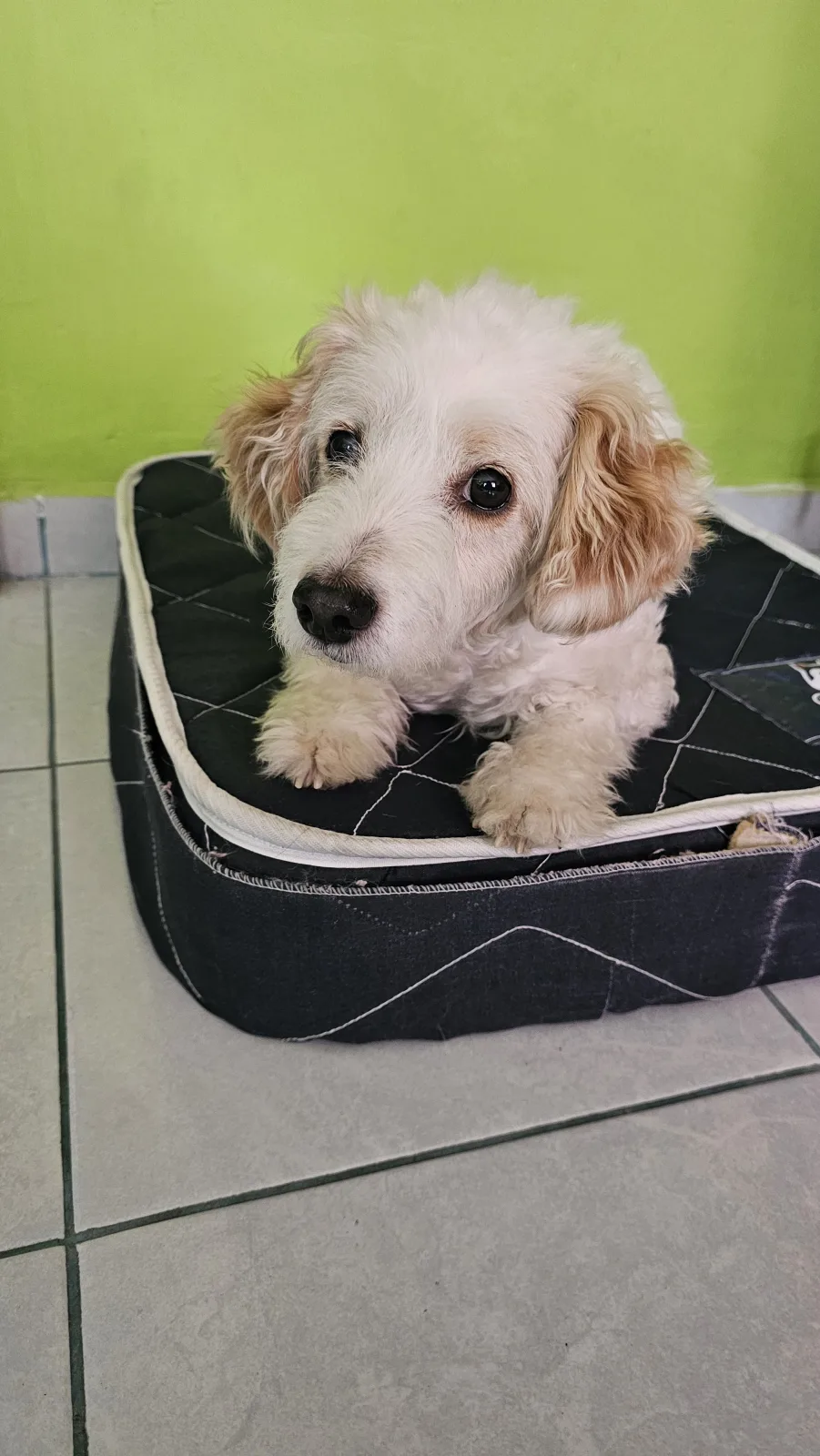 Retrato de MAX