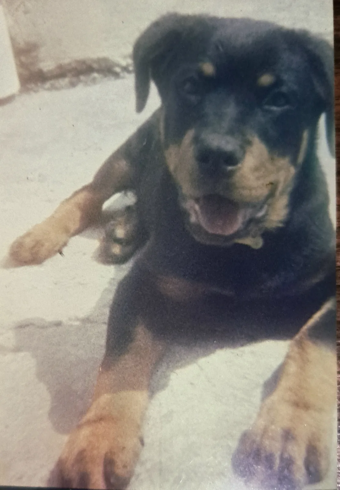 Retrato de KIMBO