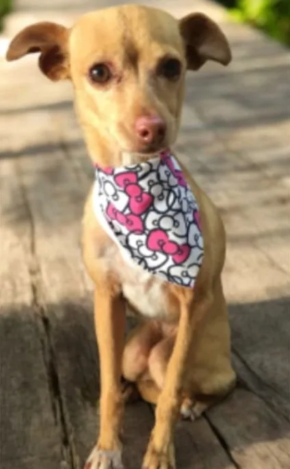Retrato de DULCE