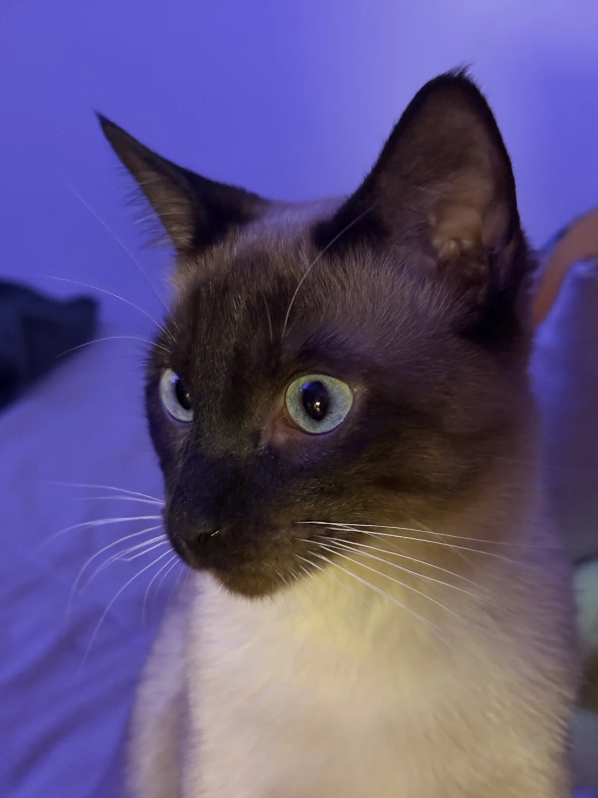 Retrato de NEO