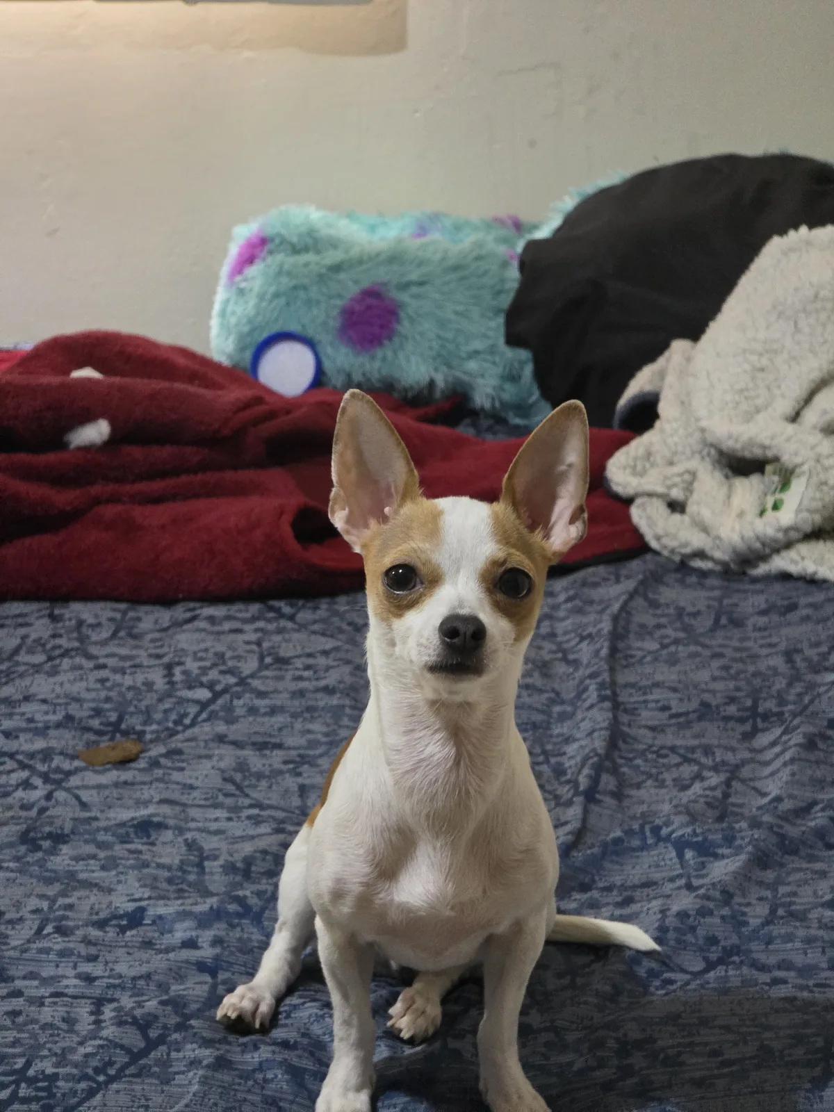 Retrato de LILO