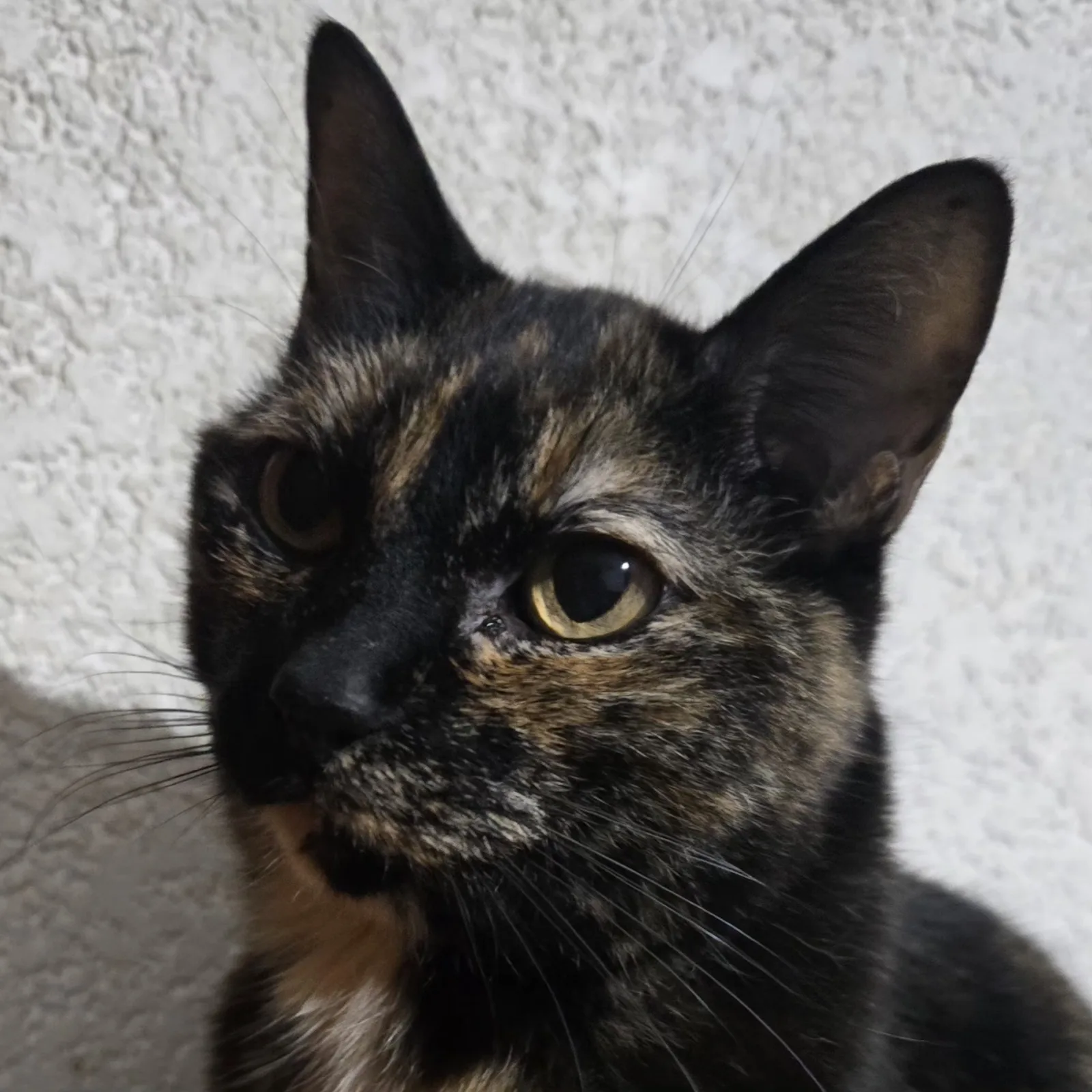Retrato de COOKIE