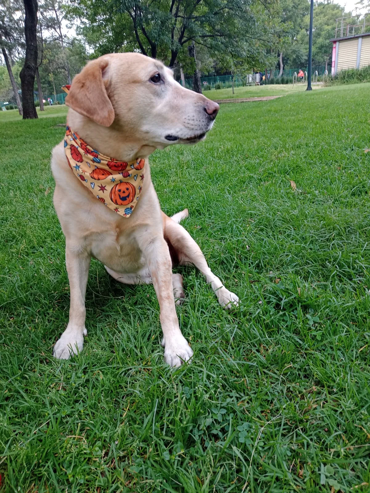 Retrato de DRACO