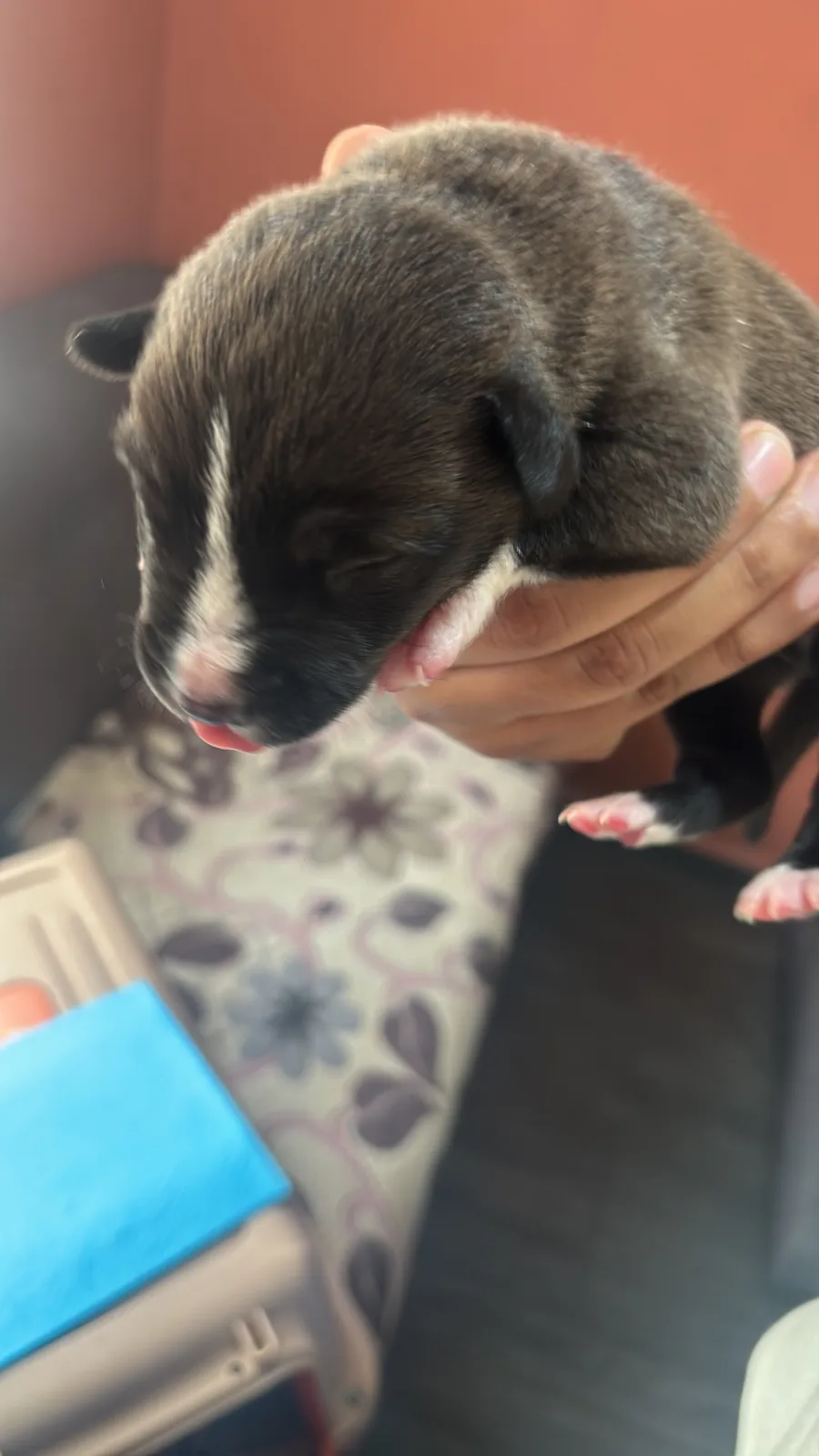 Retrato de OREO