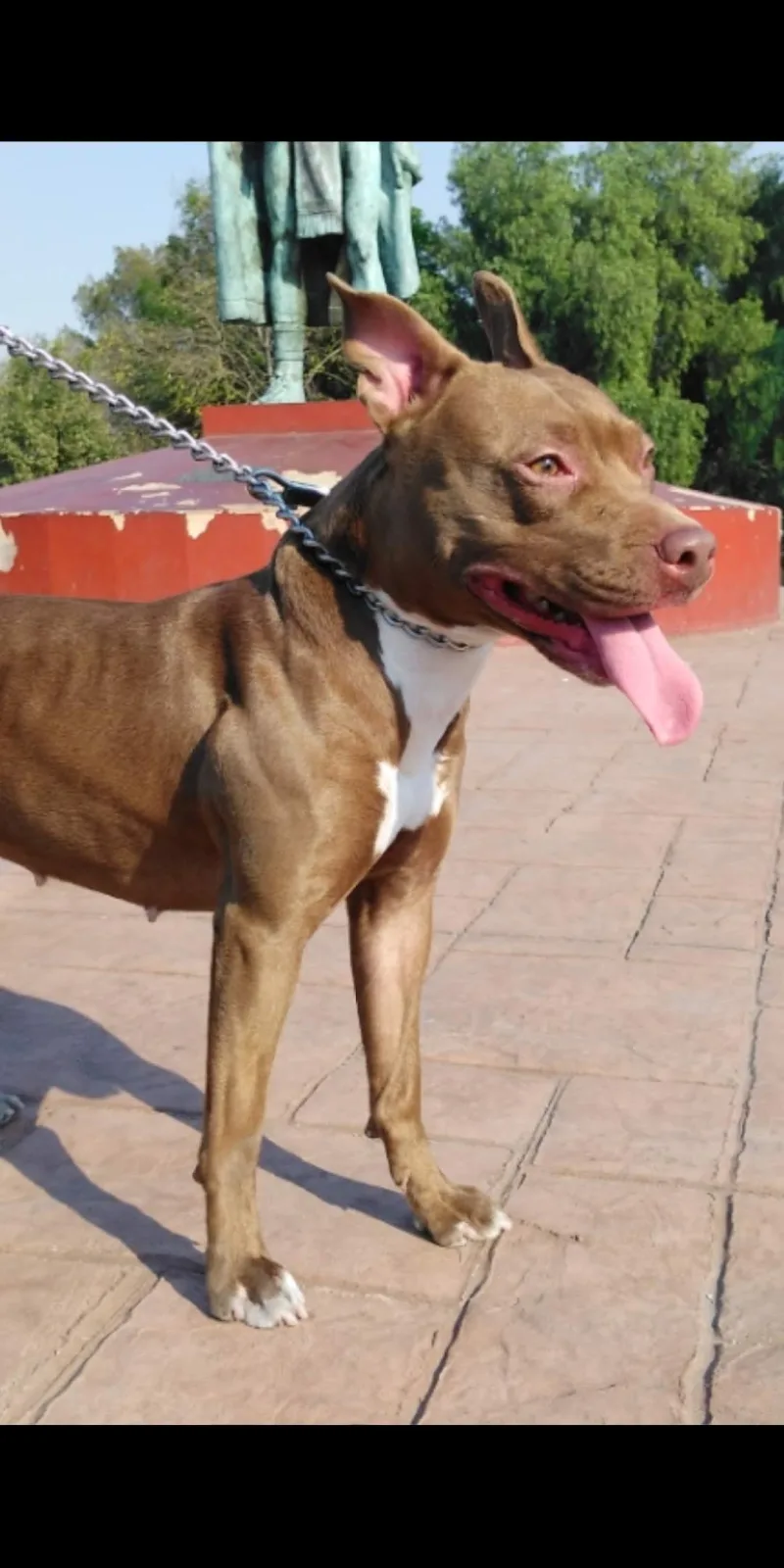 Retrato de CAJETA