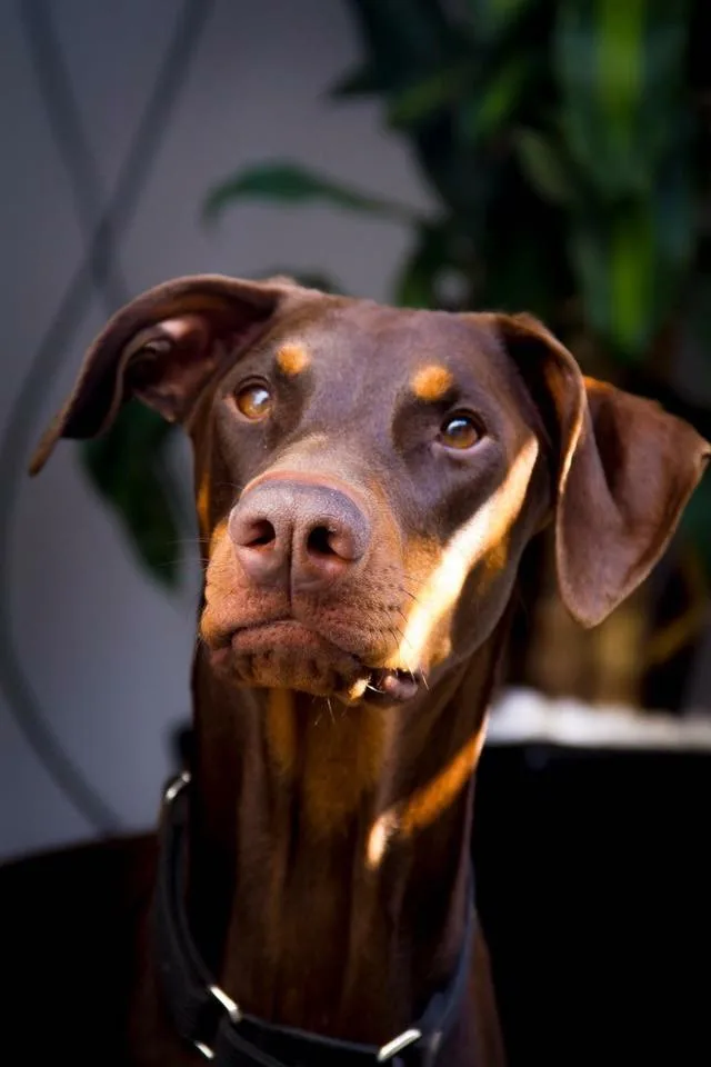 Retrato de SAPHI