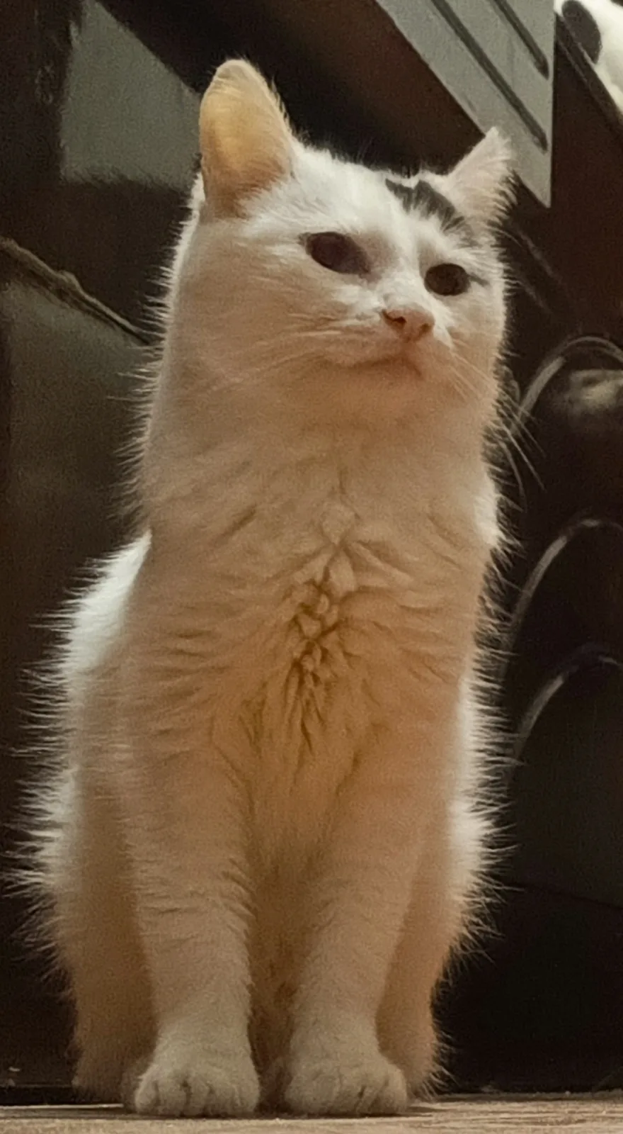 Retrato de WILLSON