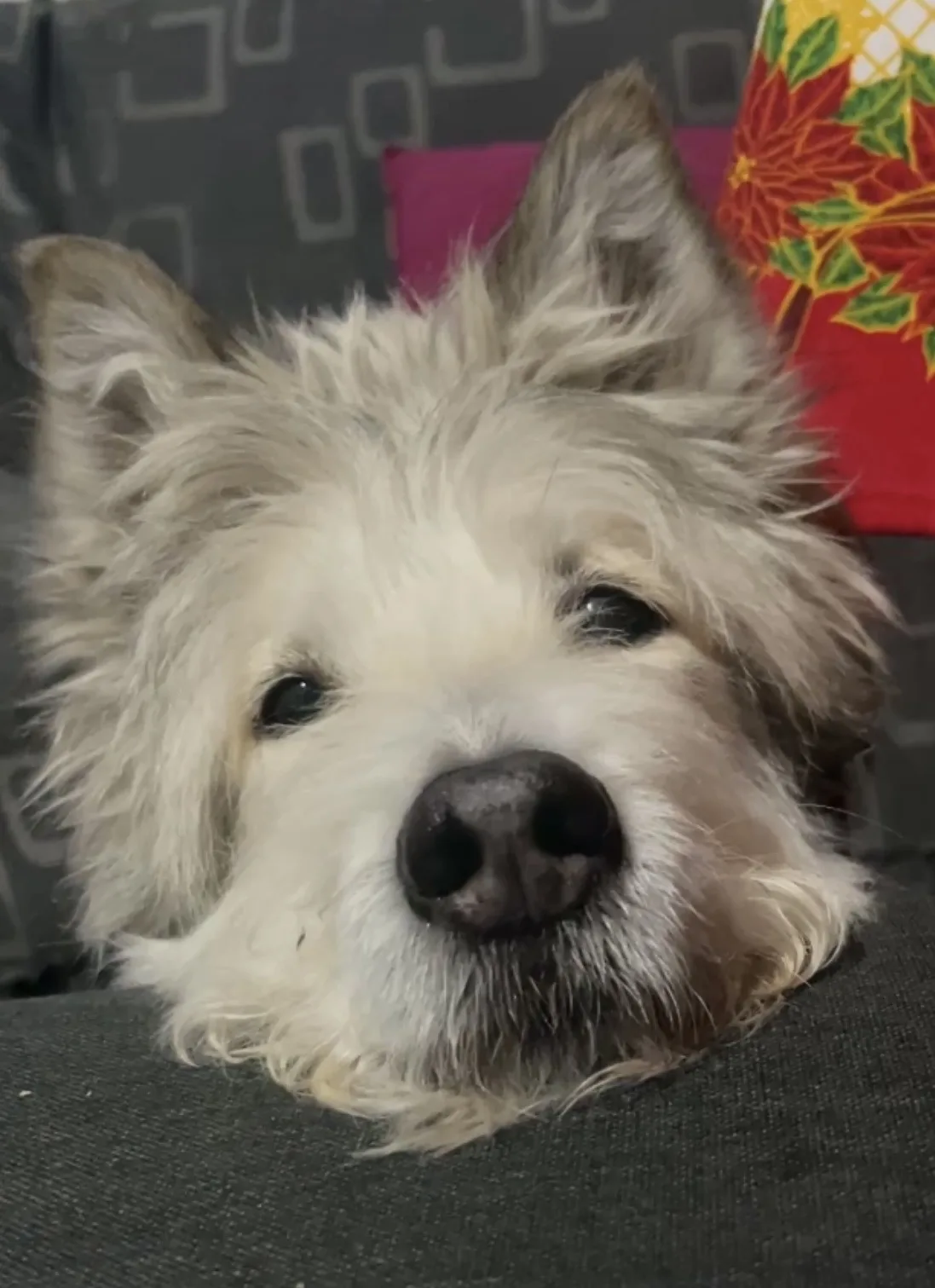Retrato de CENTELLA COLEMAN