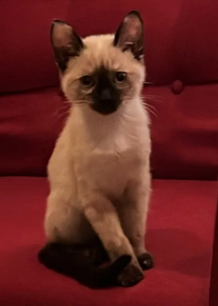 Retrato de DIVA