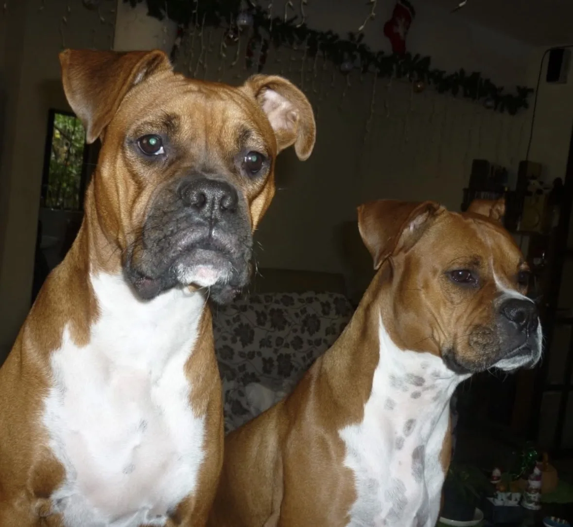 Retrato de KIMBA Y KOKOA