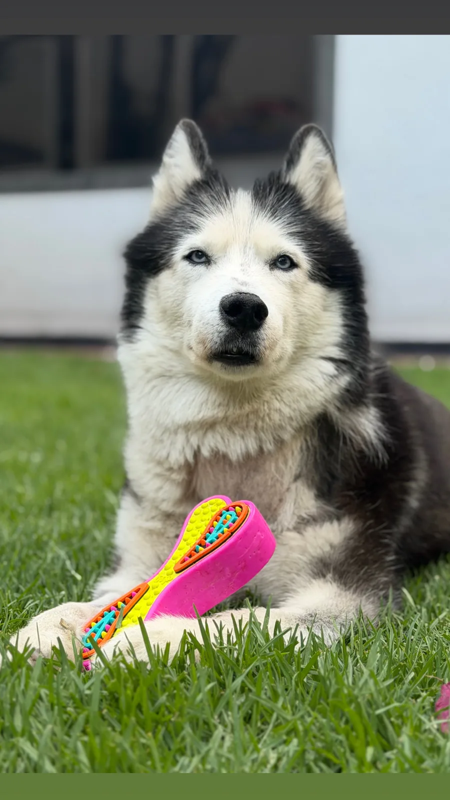 Retrato de TASHA
