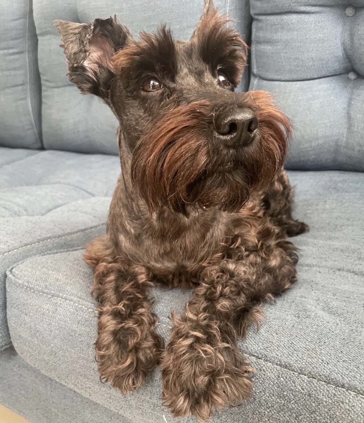 Retrato de OSO