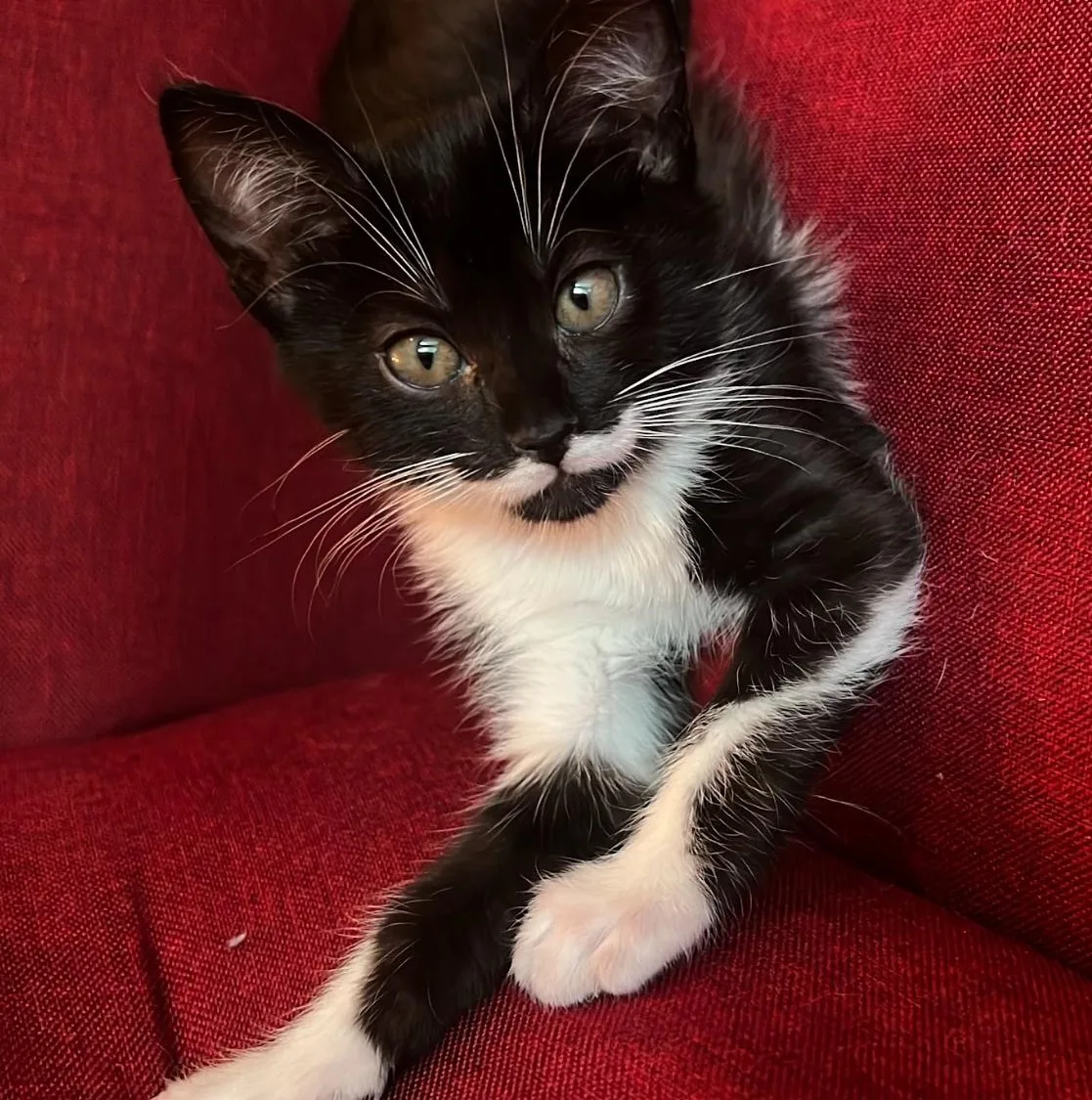 Retrato de NALA