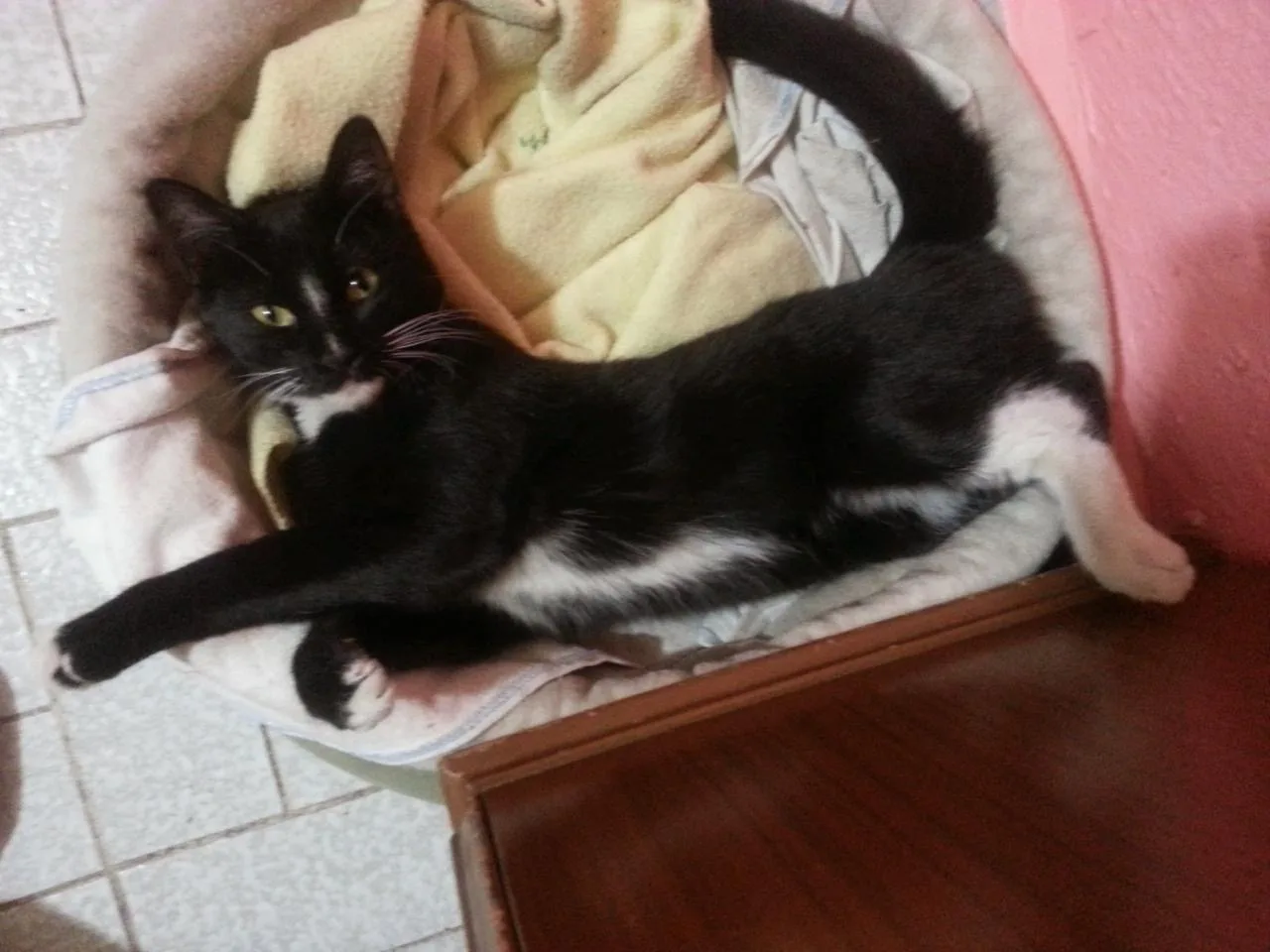 Retrato de SATURNO
