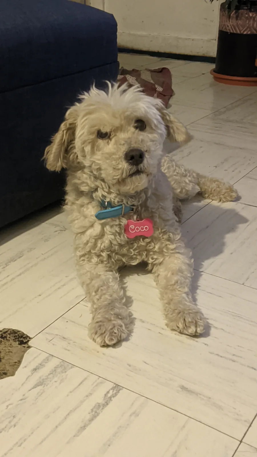 Retrato de COCO