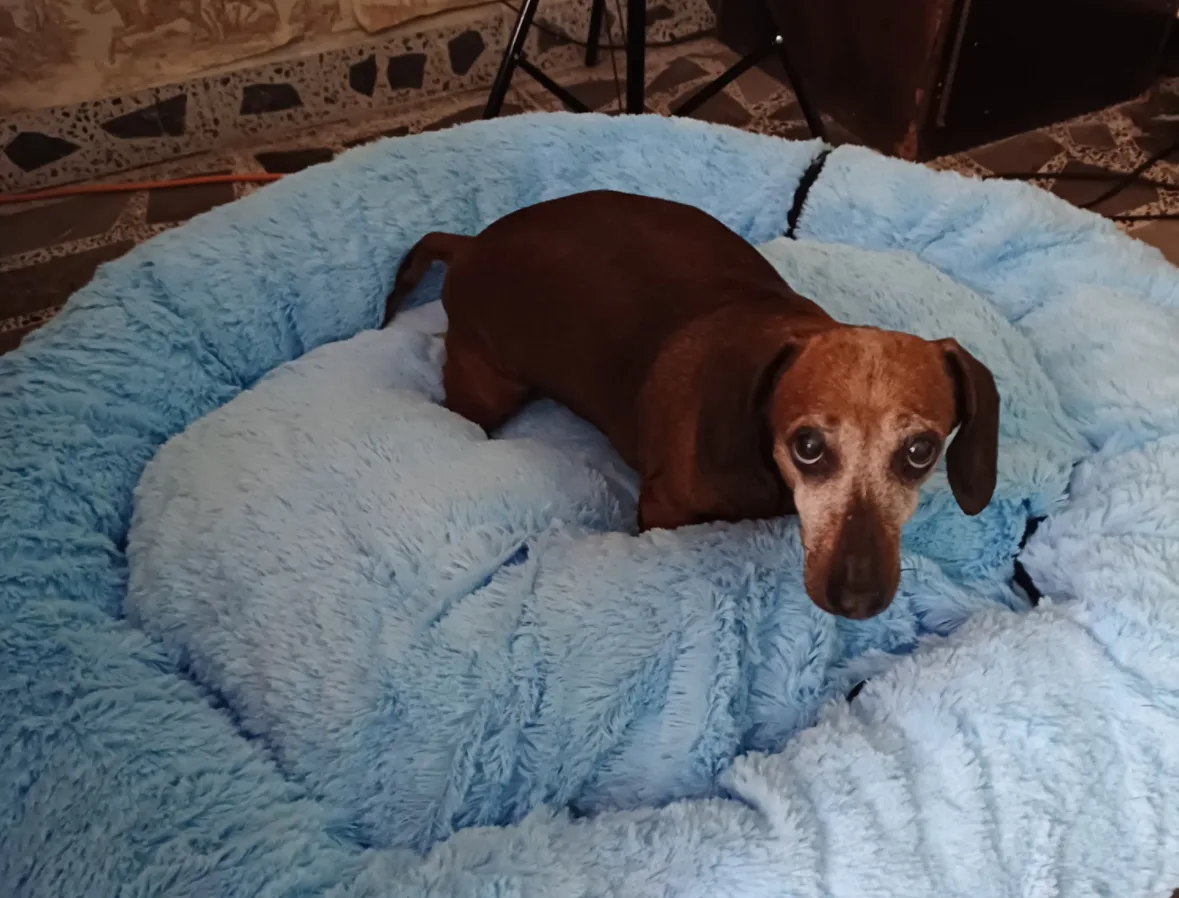 Retrato de BOLITA