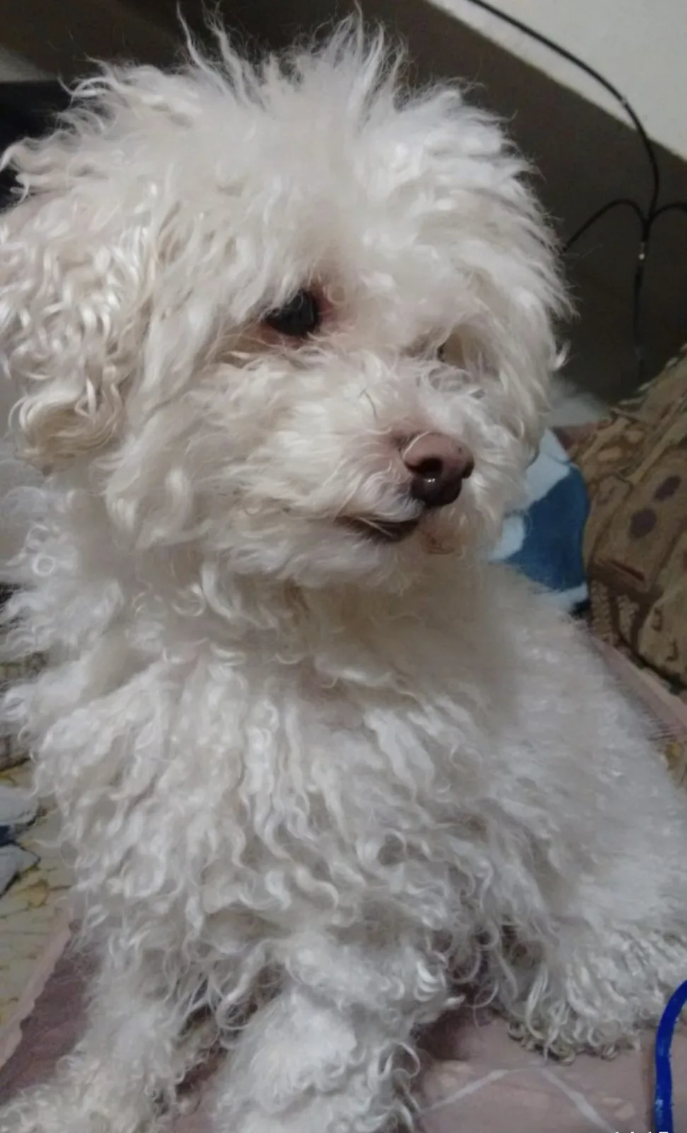 Retrato de BRUJIS