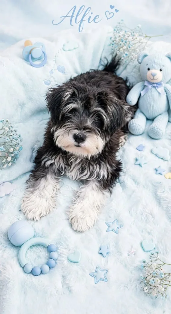 Retrato de ALFIE BEBÉ