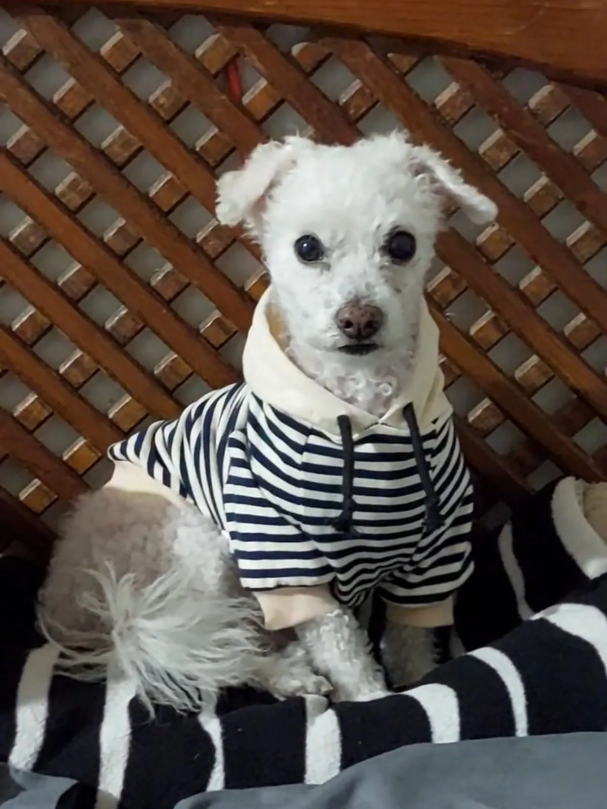 Retrato de LUCKY
