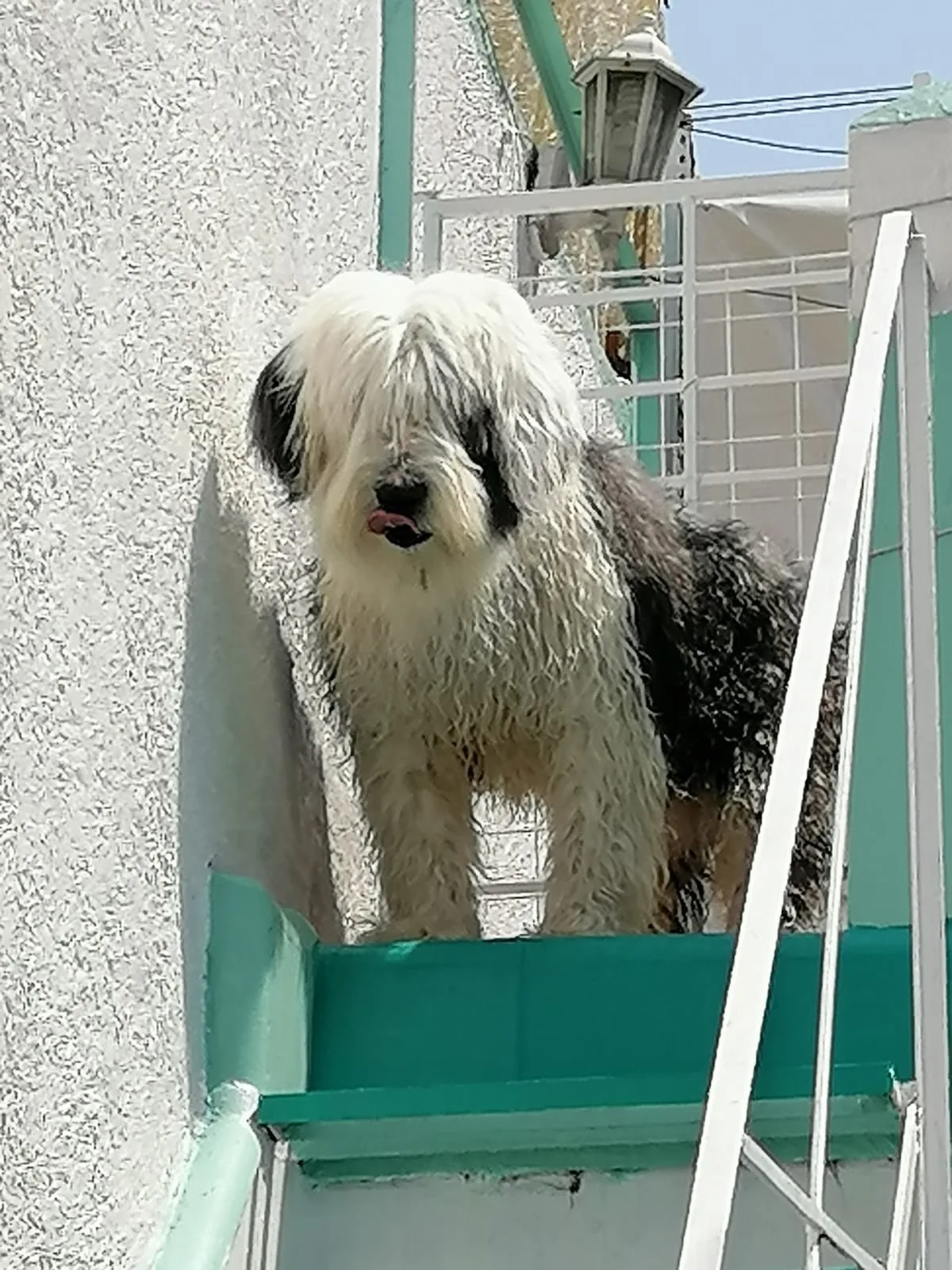 Retrato de ROGER
