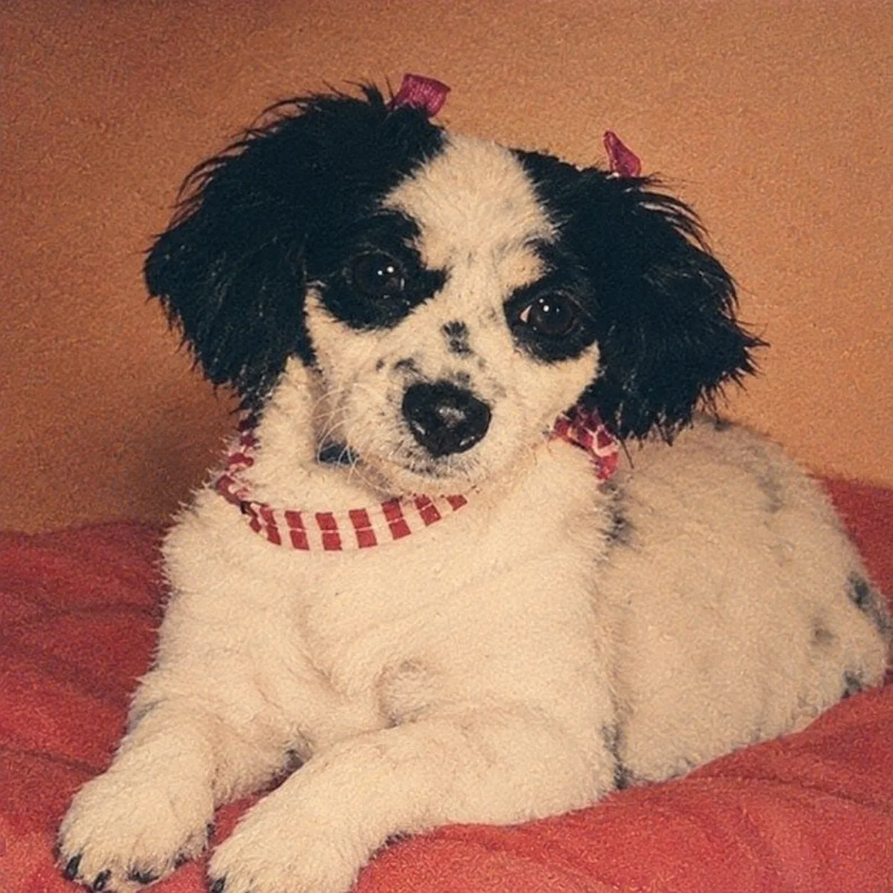 Retrato de VAQUITA