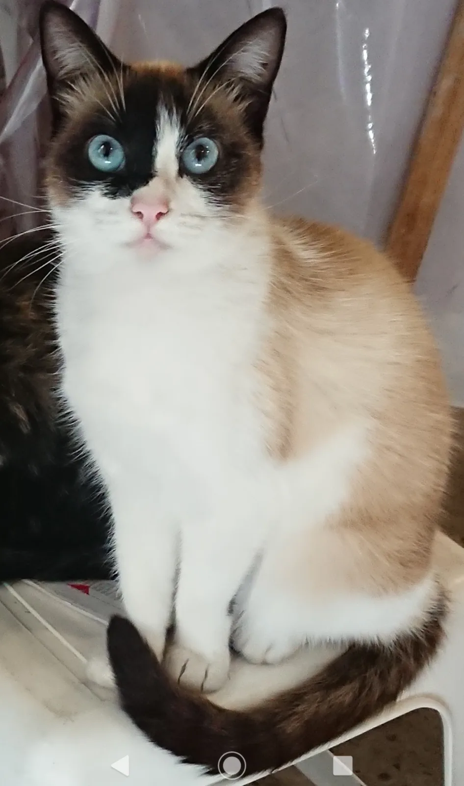 Retrato de MILA
